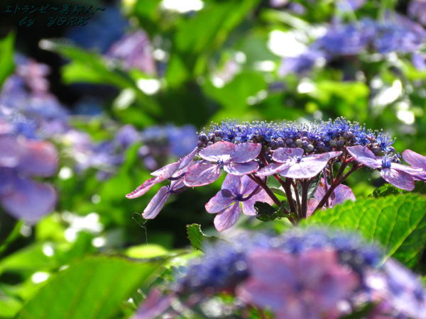 3604�ۻ��۲�120715