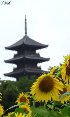 �����ѡ�7936�������ȸ޽���240��400