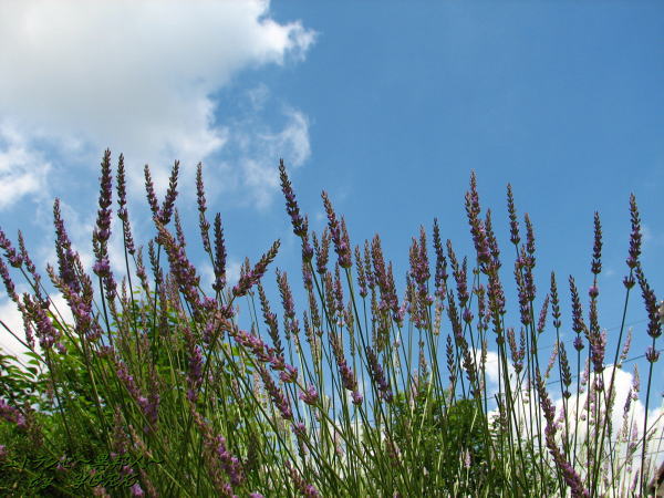 1071�������������Ķ�110625