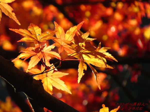 6395����141124