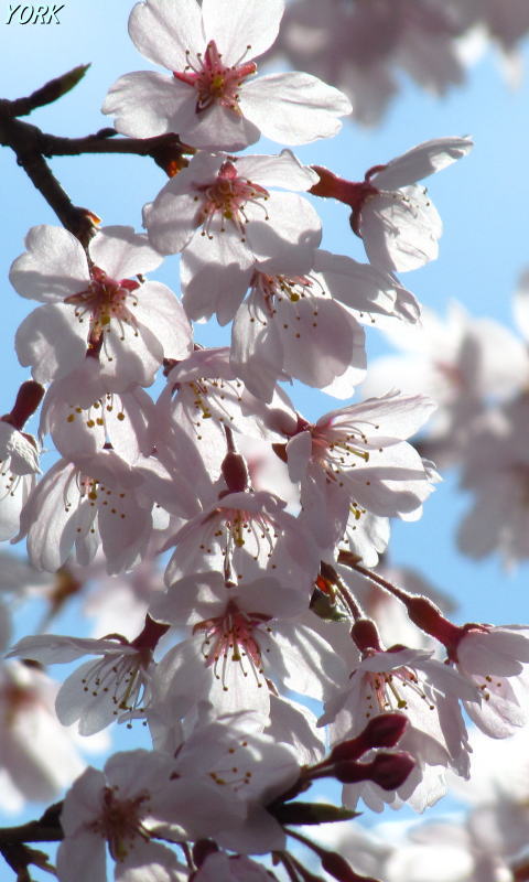 �����ѡ�0626�Ķ��˻޿���480��800