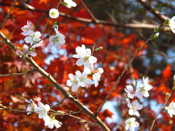 0878�͵����ȹ���131124