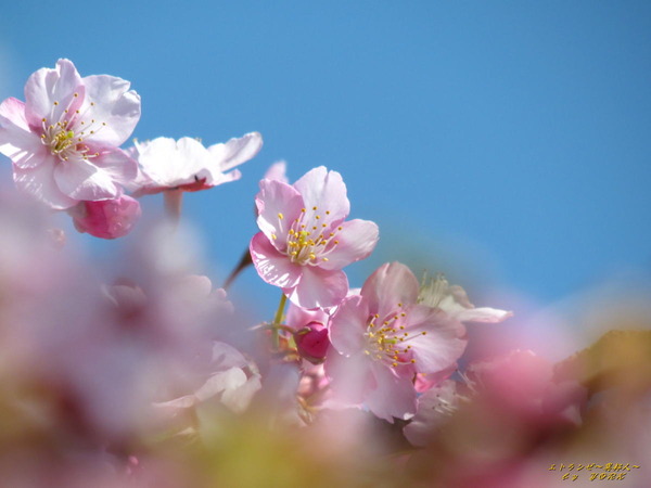 2905上を向いて　河津桜200307