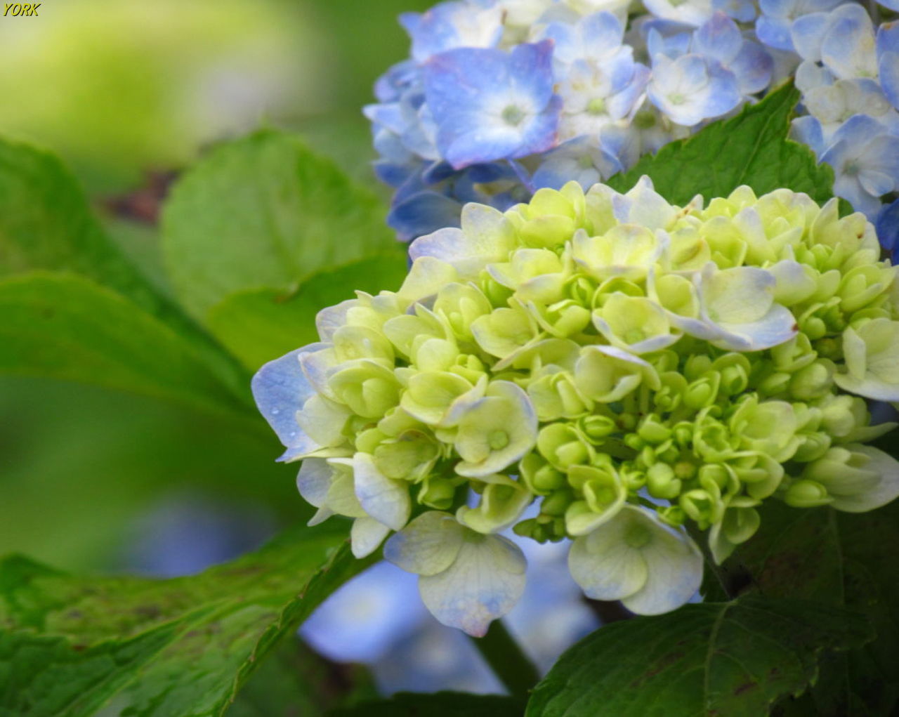 壁紙 待ち受け 紫陽花 エトランゼ 異邦人