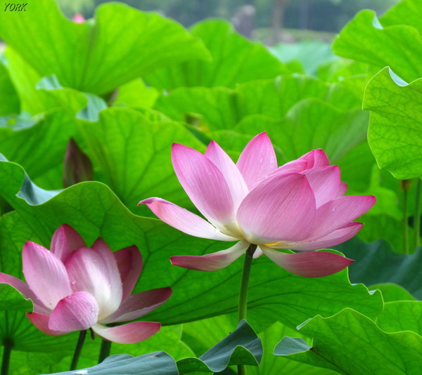 ���ޥ��ѡ�2050ϡ2014��960��854