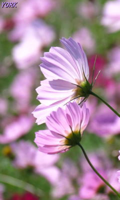 �����ѡ�4714����240&times;400