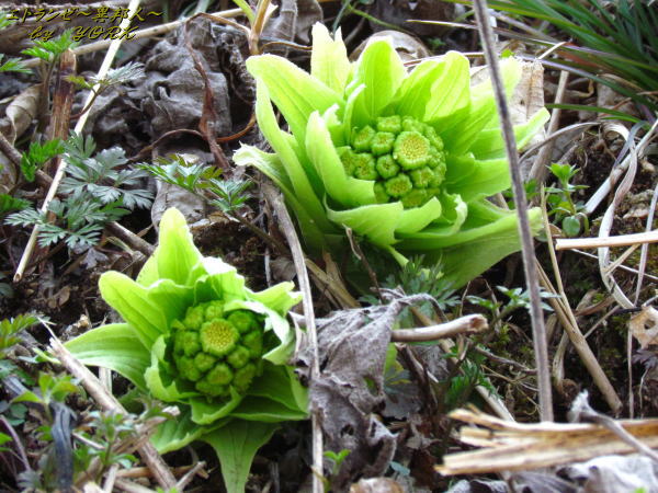 6390�դ��ΤȤ�130309