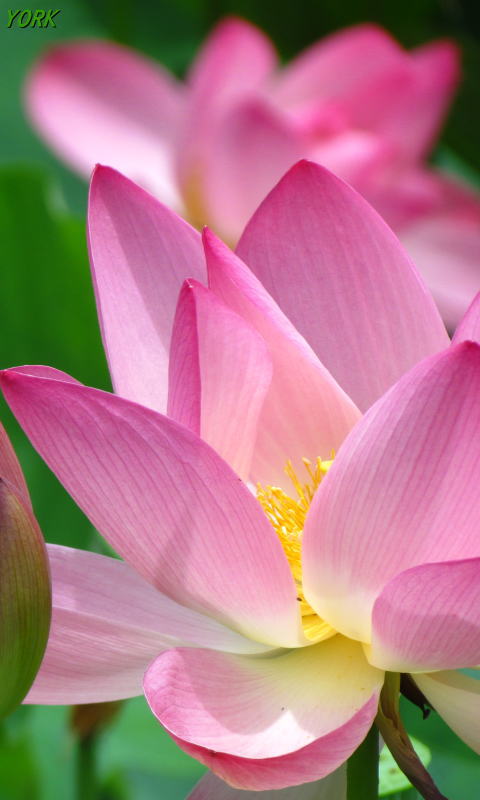 �����ѡ�9271ϡ2015ǯ��480��800