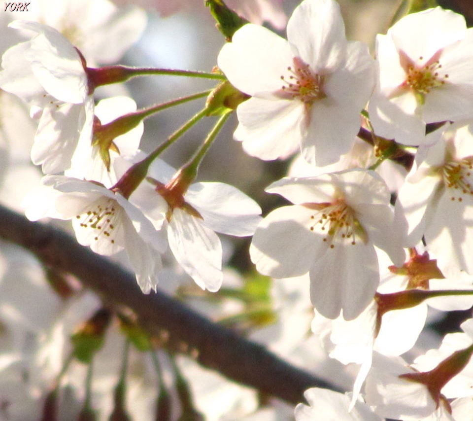 桜の壁紙 待ち受け エトランゼ 異邦人 桜の壁紙 待ち受け エトランゼ 異邦人