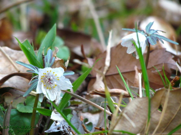 2177��ʬ����170219