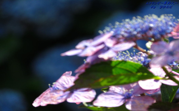 �ɻ桡3603�ۻ��۲֥��եȥե�������1280&times;800