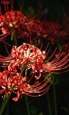 �����ѡ�4563�ؼ��240&times;400