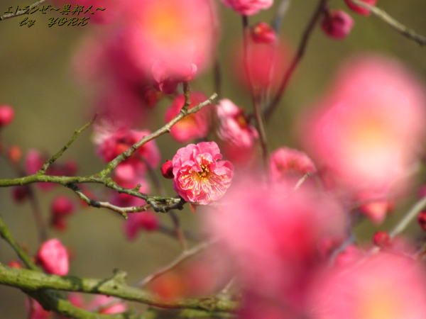 6178��餭�ι������ܥ�����130209