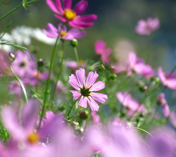 ���ޥ��ѡ�9284����960��854