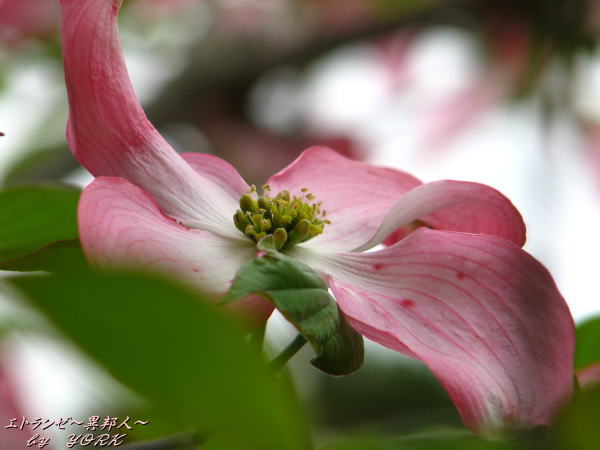 0513���ϥʥߥ�������110504