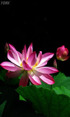 �����ѡ�3497ϡ240&times;400