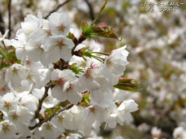 0308�ỳ������򤤺�110420