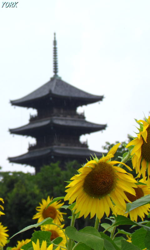 �����ѡ�7936������480��800