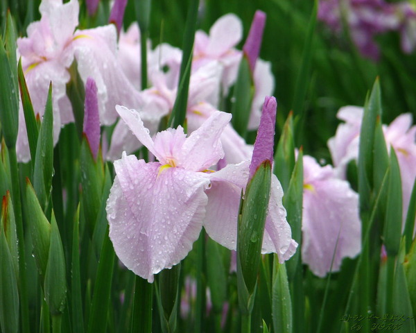 �ɻ桡0964�־Գ�110612