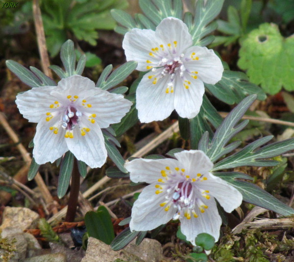 ���ޥ��ѡ�7268���ĥ֥󥽥�960��854