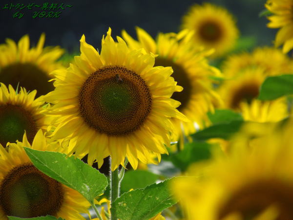 3642�ҥޥ��120715