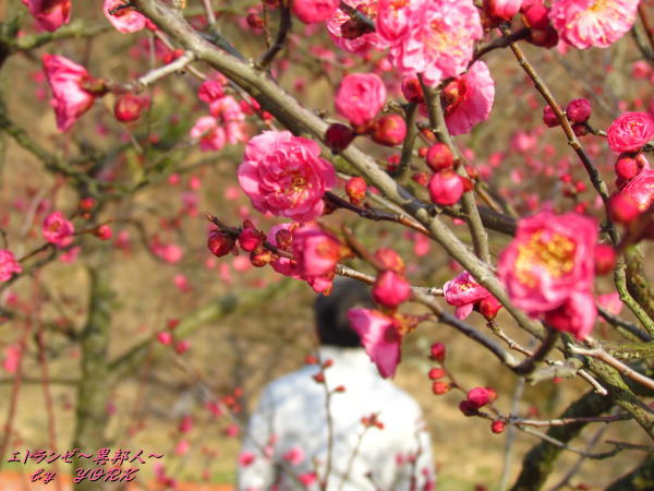 6175��餭�ι��ߤ�130209