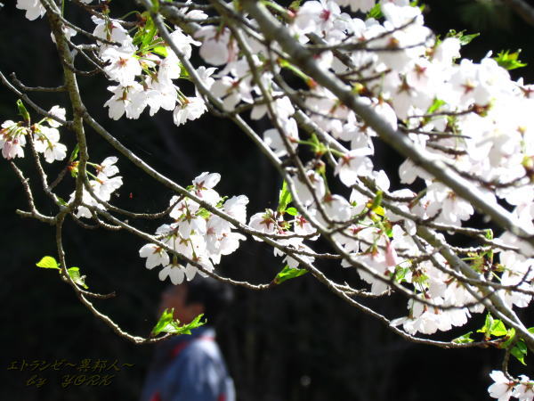 2212������Ϥ�120414