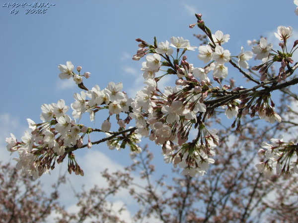 0768�Ķ��ˤ��������170415