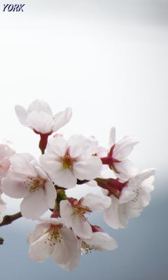 �����ѡ�6610���ᥤ�襷��A240&times;400