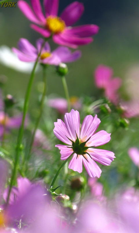 �����ѡ�9284����480��800