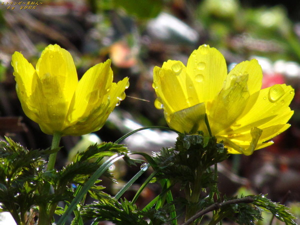 2831福寿草と水滴200301