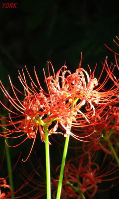 �����ѡ�8693�ؼ��240��400