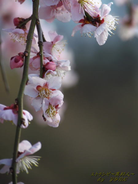 1752�޿����120325