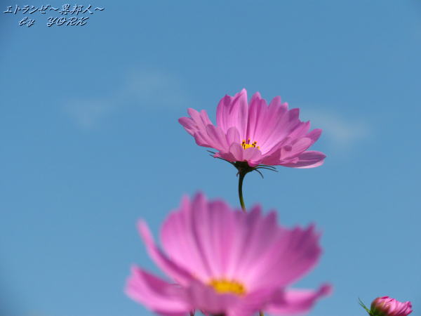 4666�����⥹�Ķ��˱Ǥ���121007