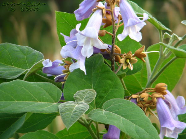 0842�ͤβ�110522