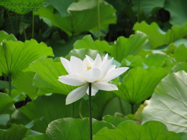 1322��ϡ�β�110726