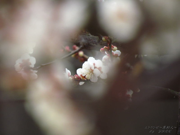 7233���θ������ˤϡ�����150211