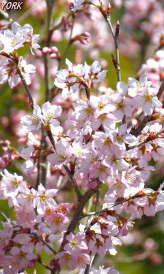 �����ѡ�0555��餭�κ�240��400