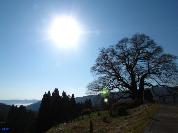 1039醍醐桜と雲海251108
