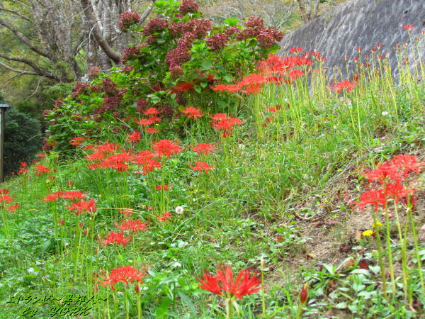 4605��߲�140920