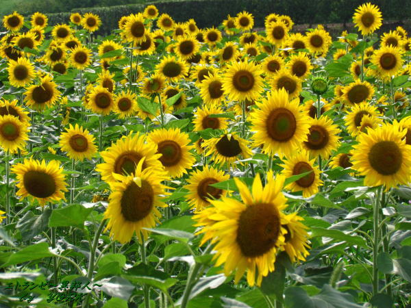 3667������Ȫ120715