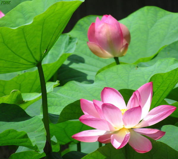 ���ޥ��ѡ�3470ϡ960&times;854