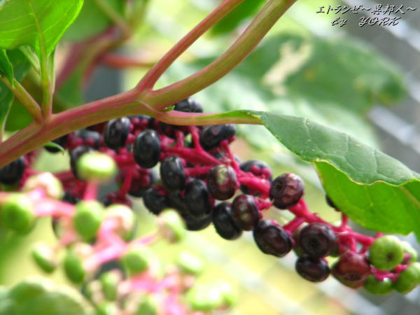 1864�褦�����ޤ��ܤ�����äȥԥ�ܤ�110908