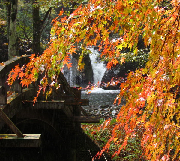 ���ޥ��ѡ�0468���դȿ�����ư�����960��854