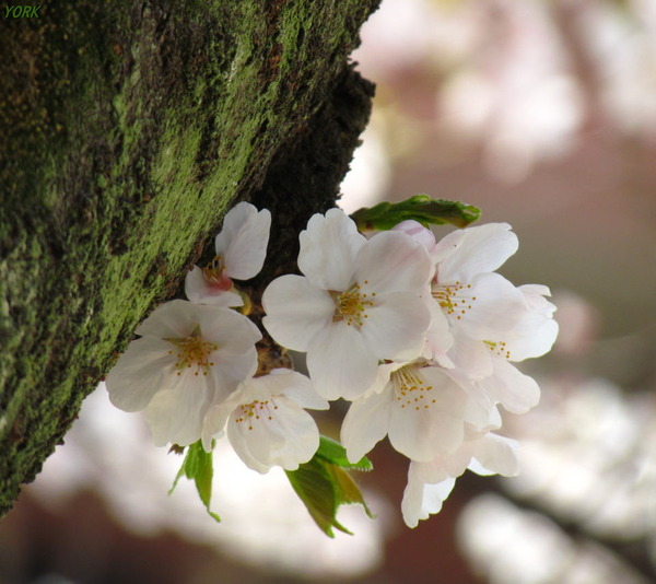 ���ޥ��ѡ�7907�������960��854