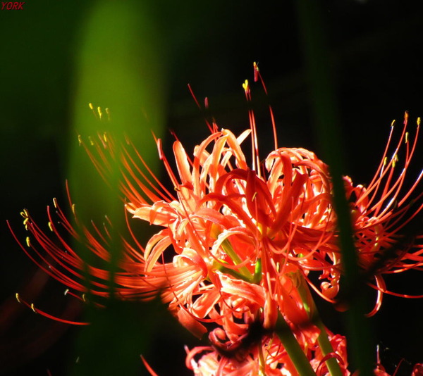 ���ޥ��ѡ�8649�ؼ��960��854