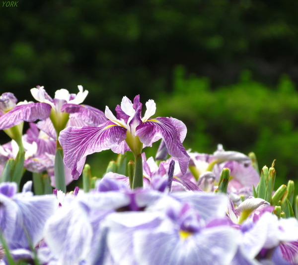 ���ޥ��ѡ�3309�־Գ����ܥ�960&times;854