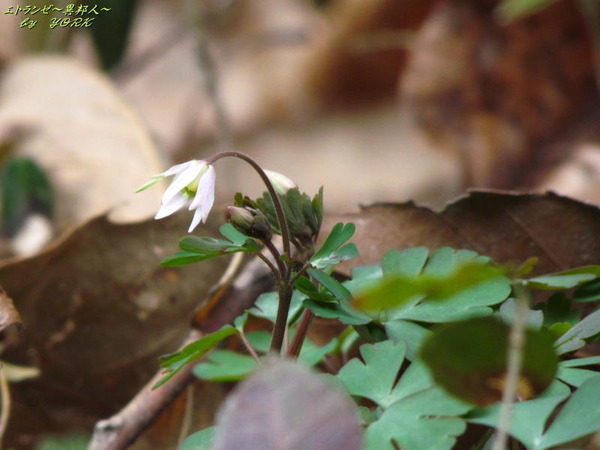 2444��̾��������ݥ����ʻ�����170318