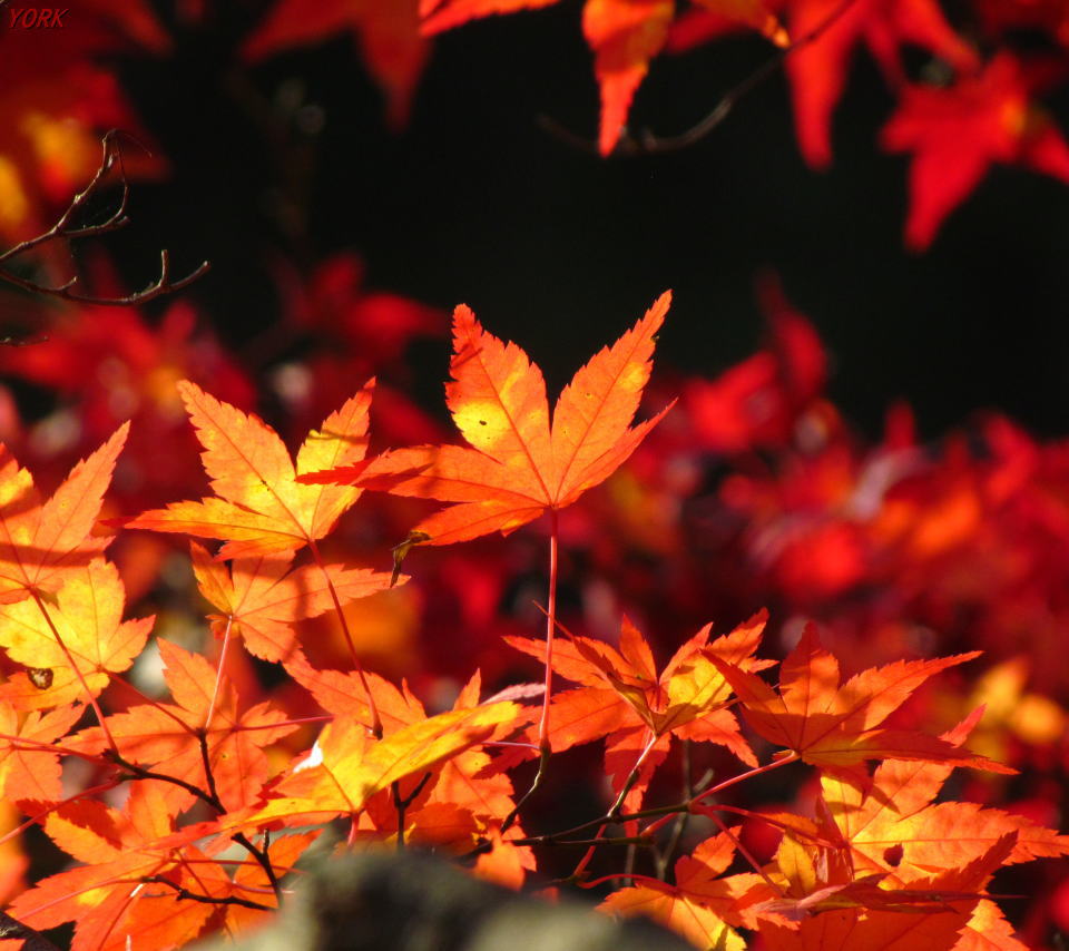 壁紙 待ち受け 紅葉 ２点 エトランゼ 異邦人