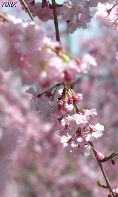 �����ѡ�2363�޿���240&times;400